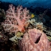 coral_soft_lc_mb_v_0257_png2282.jpg